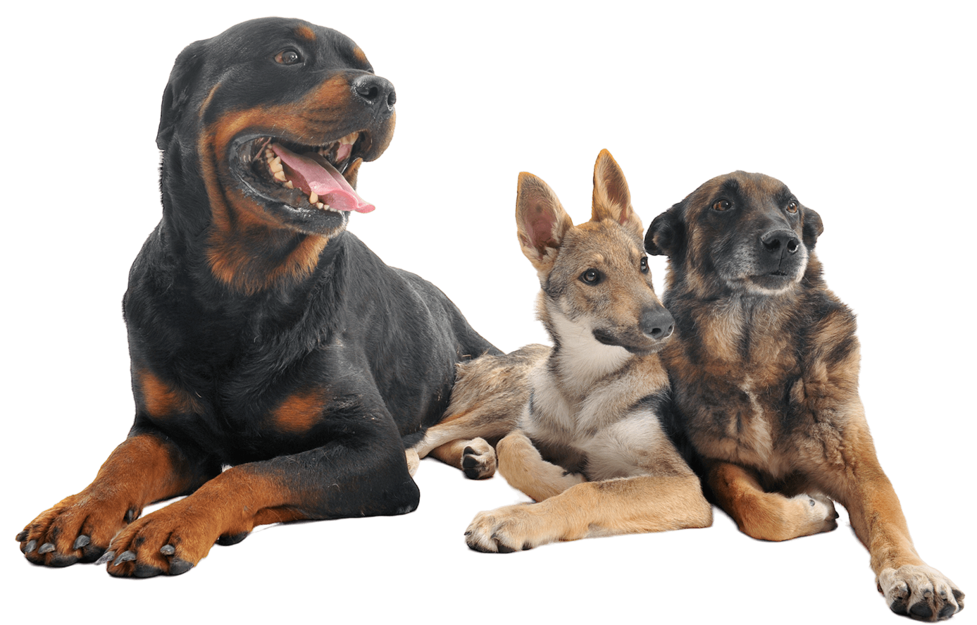 Ingredients/Science – CANE-EYE